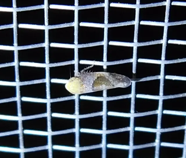 Hishimonus hamatus