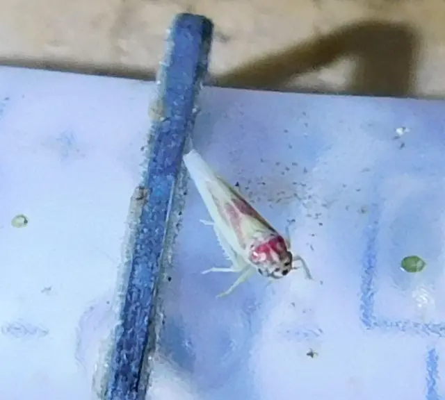 Zygina tithide