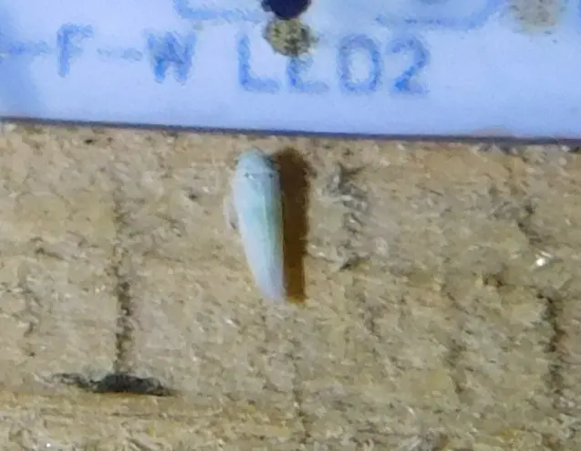 Zygina nivea