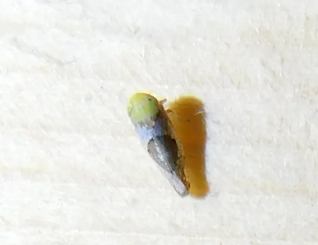 Hishimonus hamatus