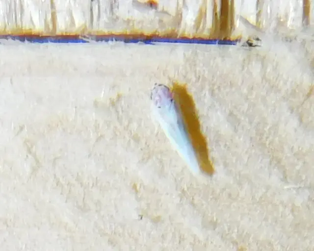 Zygina tithide