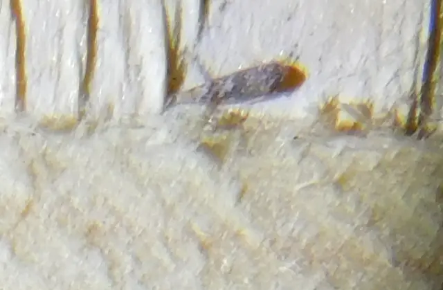 Tautoneura polymitusa