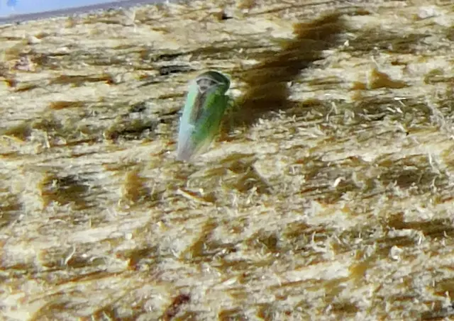 Viridicerus ustulatus