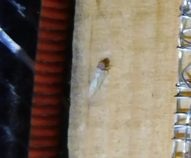 Zygina tithide
