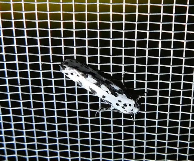 Ethmia