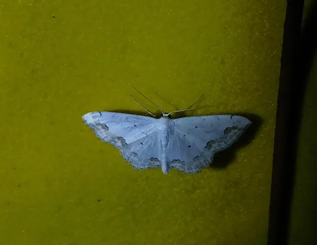 Scopula ornata - díszes fehéraraszoló