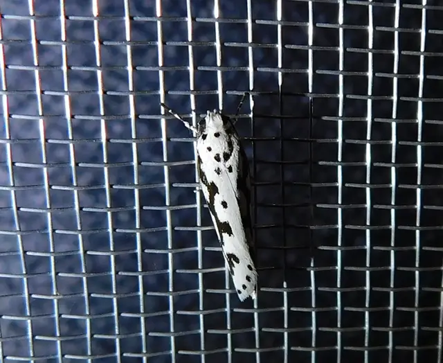 Ethmia