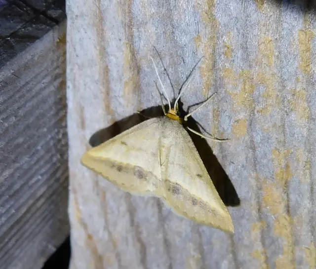 Tephrina arenacearia - lucerna-araszoló