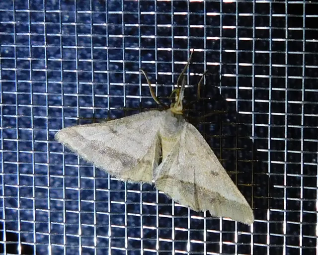 Tephrina arenacearia - lucerna-araszoló