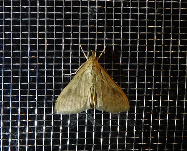Ostrinia nubilalis - kukoricamoly