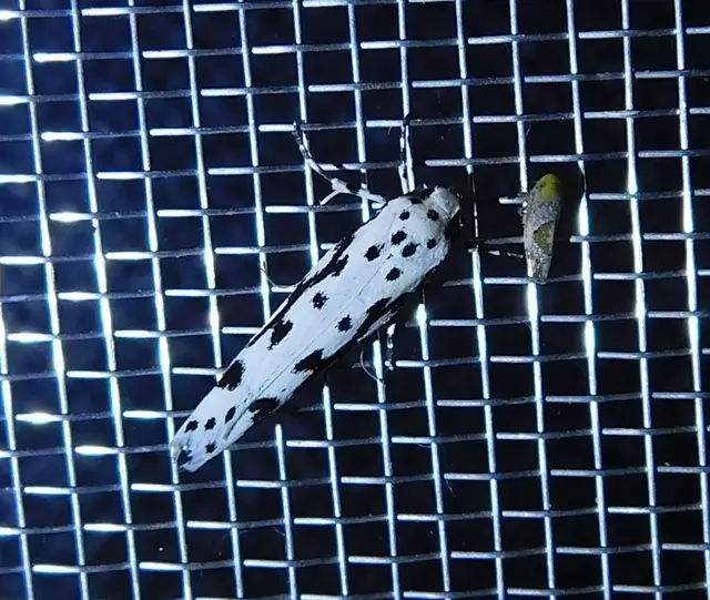 Hishimonus hamatus