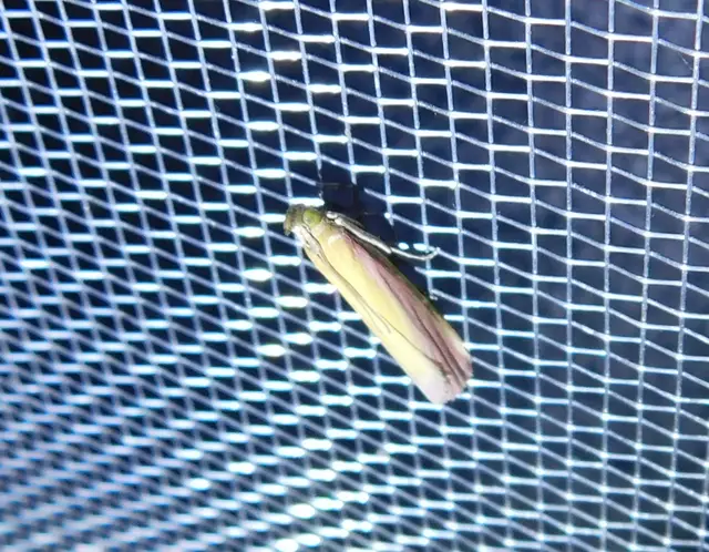 Oncocera semirubella - lucernamoly