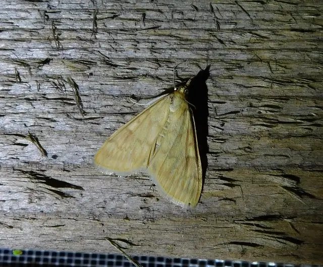 Ostrinia nubilalis - kukoricamoly