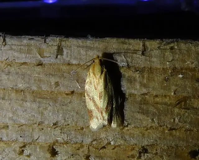 Clepsis pallidana - aranysárga sodrómoly