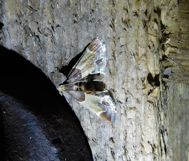 Pyralis farinalis - lisztilonca