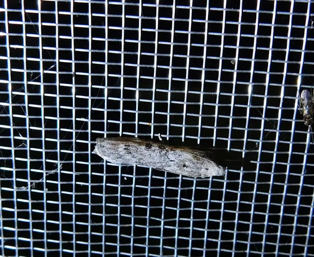 Lamoria