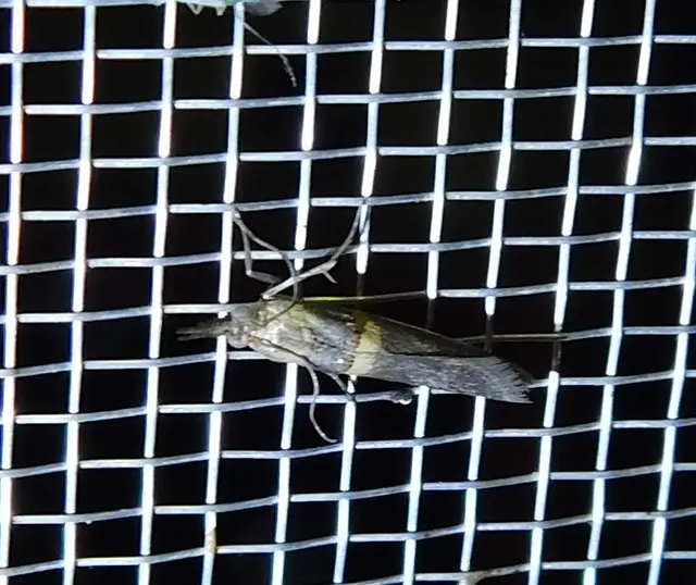 Etiella zinckenella - akácmoly