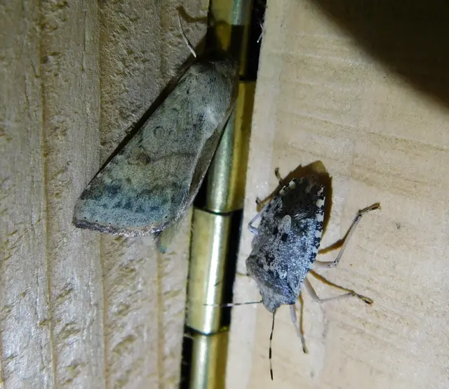 Rhaphigaster nebulosa - bencepoloska
