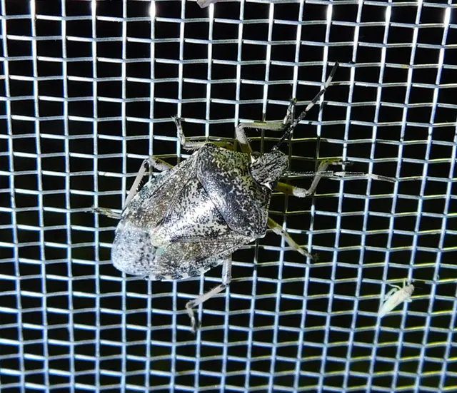 Rhaphigaster nebulosa - bencepoloska