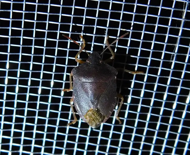 Palomena prasina - zöld bogyómászó-poloska Palomena prasina - zöld bogyómászó-poloska