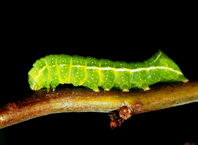 Amphipyra berbera/pyramidea