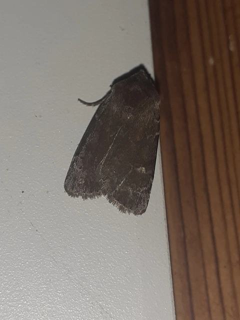 Cerastis rubricosa - vörhenyes tavaszibagoly