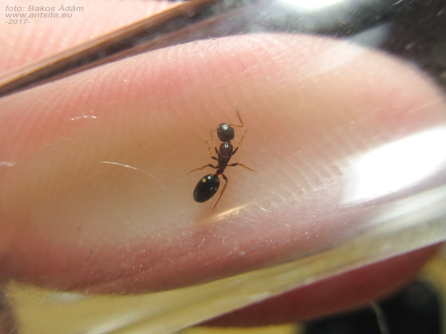 Dolichoderus quadripunctatus - négypettyes erdeihangya