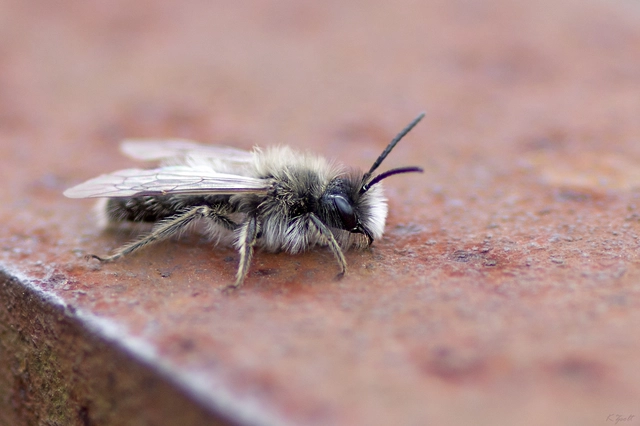 Andrena