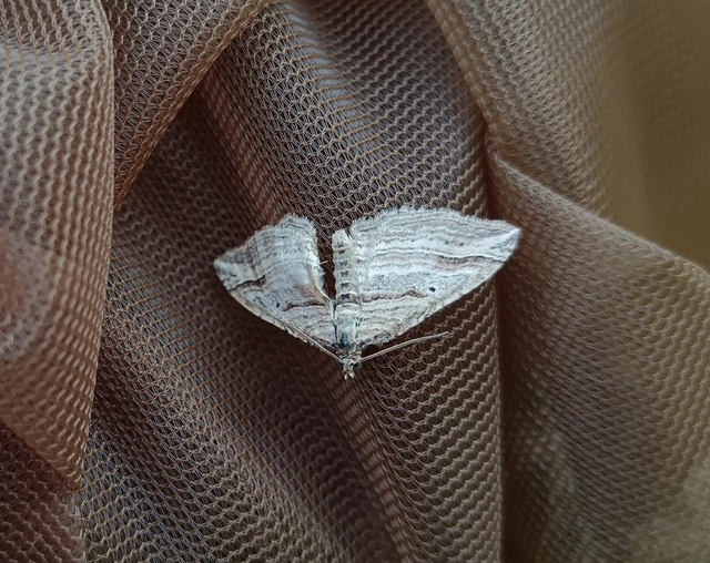 Costaconvexa polygrammata - soksávú araszoló