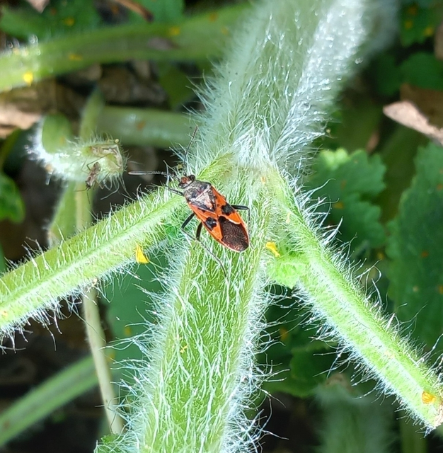 Corizus hyoscyami - piros karimáspoloska