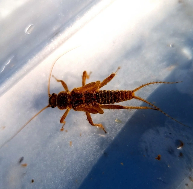 Plecoptera - Álkérészek
