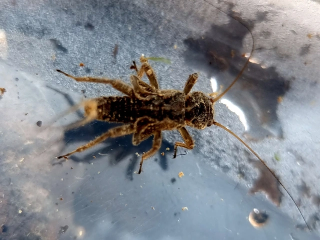 Plecoptera - Álkérészek