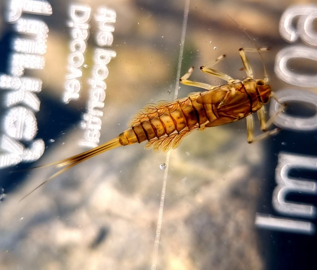 Baetis