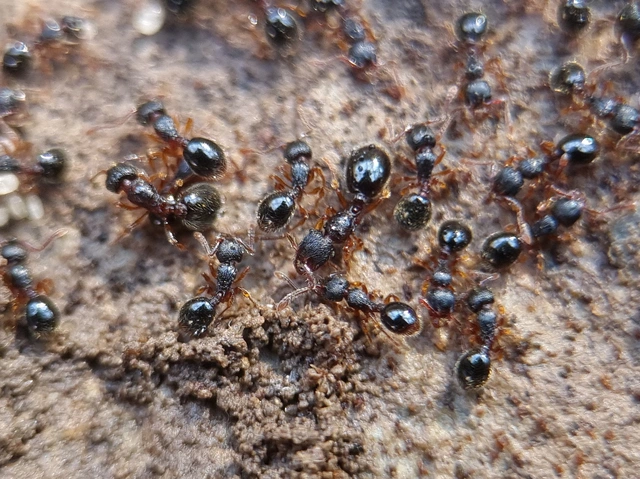 Myrmecina graminicola - ráncoshangya