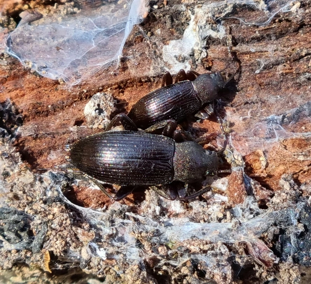 Stenomax aeneus - bronzos gyászbogár