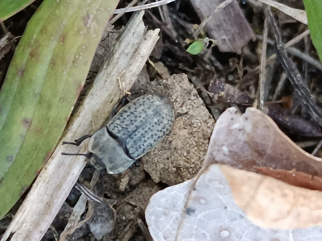 Opatrum sabulosum - sároshátú gyászbogár