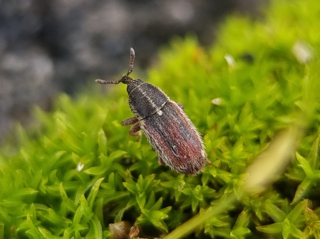 Mecinus circulatus - sávos útifűormányos