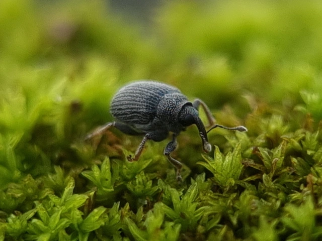 Ceutorhynchus posthumus - rejtőke-ceutormányos