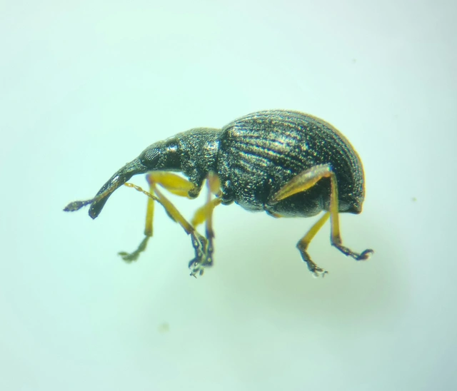 Protapion fulvipes - vadhere-cickányormányos Protapion fulvipes - vadhere-cickányormányos