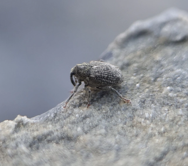 Ceutorhynchus pallidactylus - szőrös repce-ceutormányos