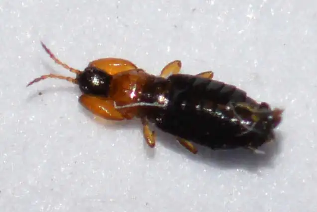 Thysanoptera - Tripszek