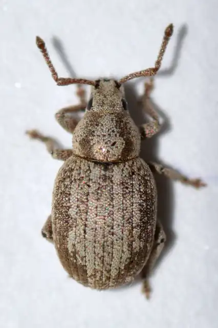 Centricnemus leucogrammus - kis kendermagbogár Centricnemus leucogrammus - kis kendermagbogár