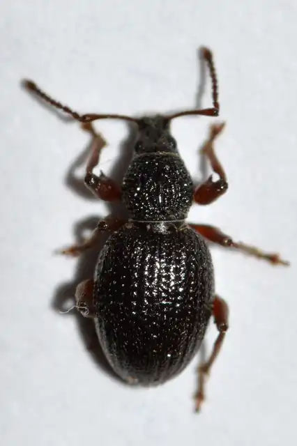 Otiorhynchus ovatus - apró gyalogormányos