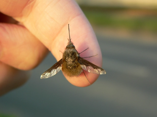 Bombylius major - szegélyes pöszörlégy