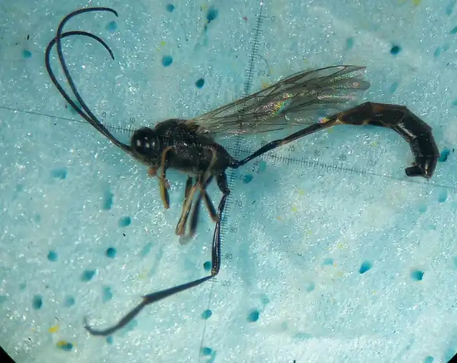 Barylypa uniguttata