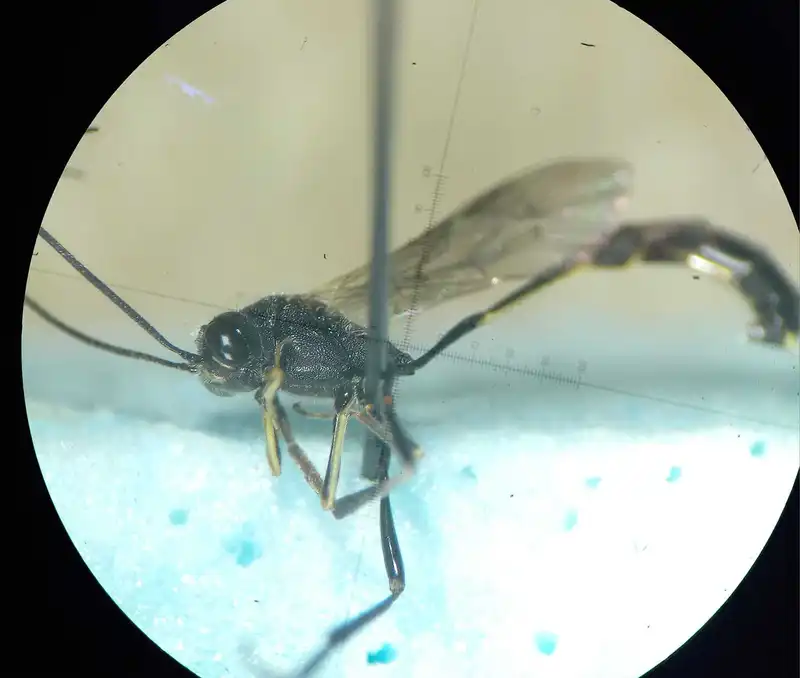 Barylypa uniguttata