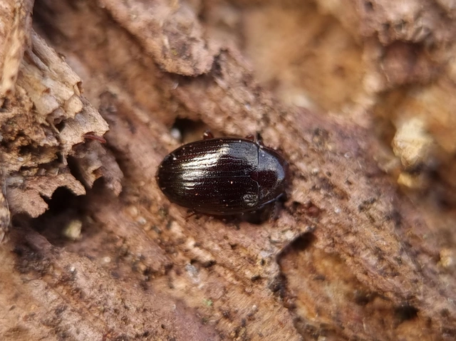 Scaphidema metallicum - fémzöld taplóbogár