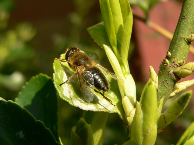 Eristalis