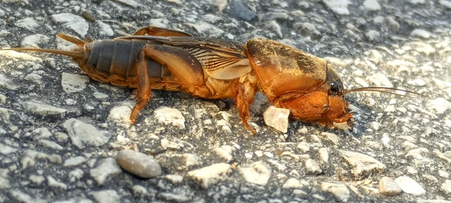 Gryllotalpa