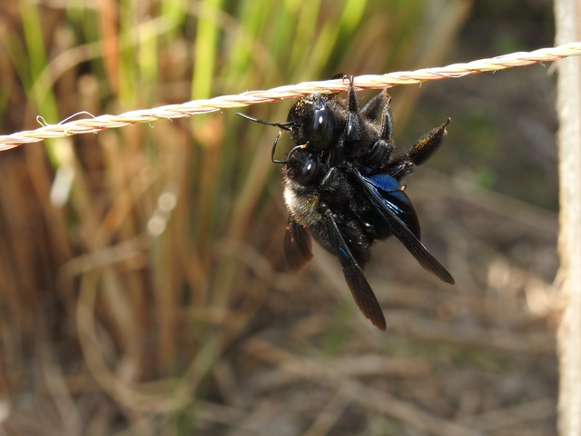 Xylocopa violacea - kék fadongó